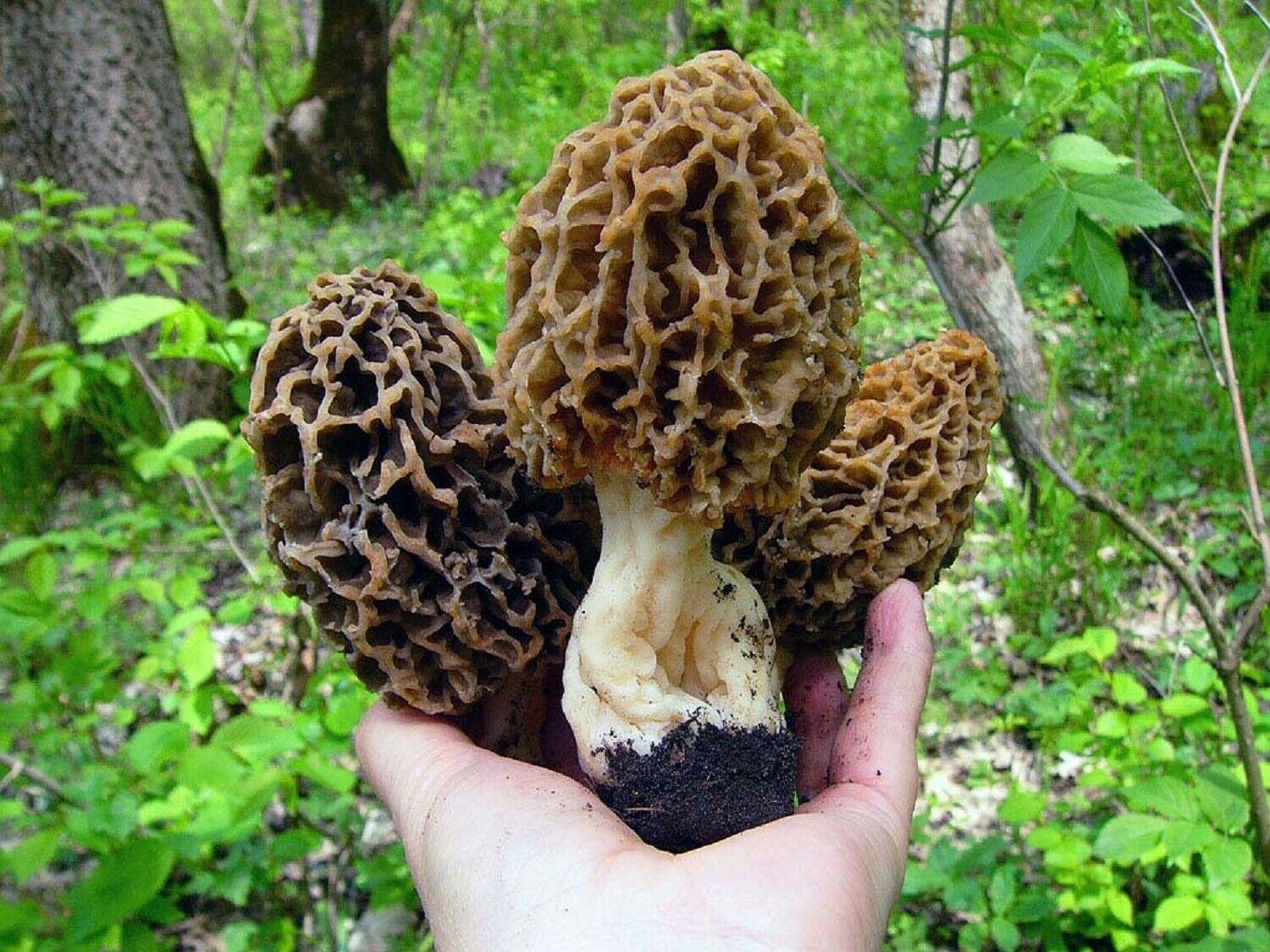 Seeds Mushroom Morel Black Mycelium Spawn Grow Kit Bonsai Dried Spores Ukraine